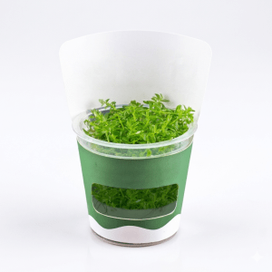Rotala Rotundifolia Green