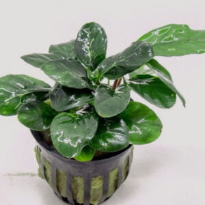 Anubias Coffeefolia