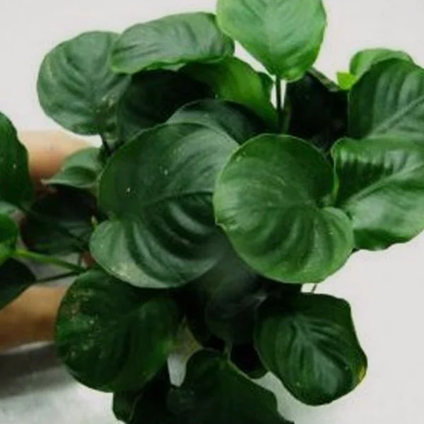 Anubias Coin Leaf for Sale in Online Aquatic Plants for Sale in