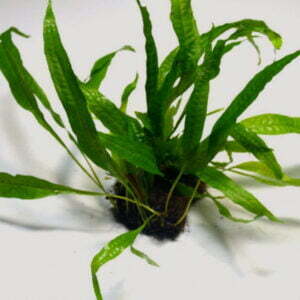 Dwarf Java fern -SS Pad
