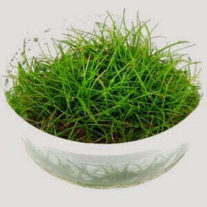 Eleocharis acicularis