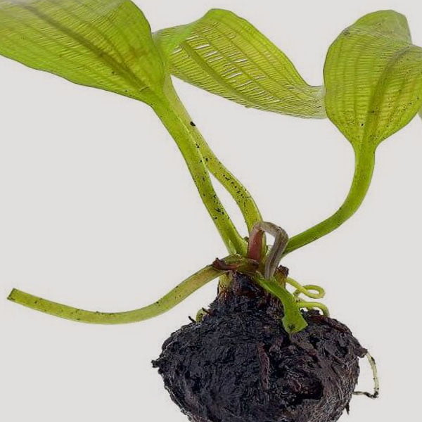 Aquatic Plants for Sale in Online Aquatic Plants for Sale in India