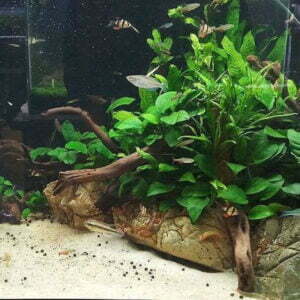 Medium tanks with full set up
