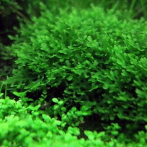 Subwassertang