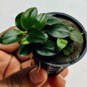 Anubias Nana Petite Pot