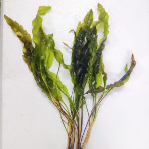 Green bulb plant -Small / Medium