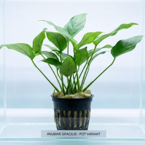 Anubias Gracilis Pot