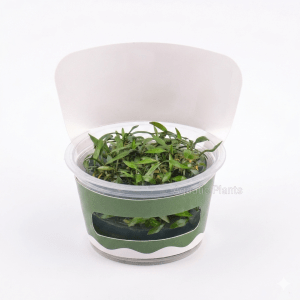 Cryptocorne Lucens Green Delight