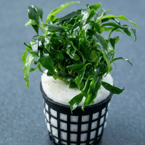 Anubias ‘Dragon Claw”